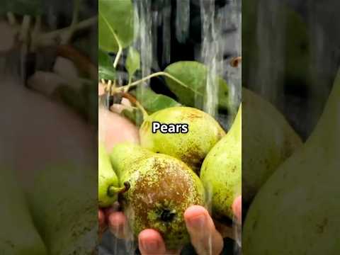 10 Amazing Health Benefits of Pears 🍐 | Why You Should Eat Pears Every Day