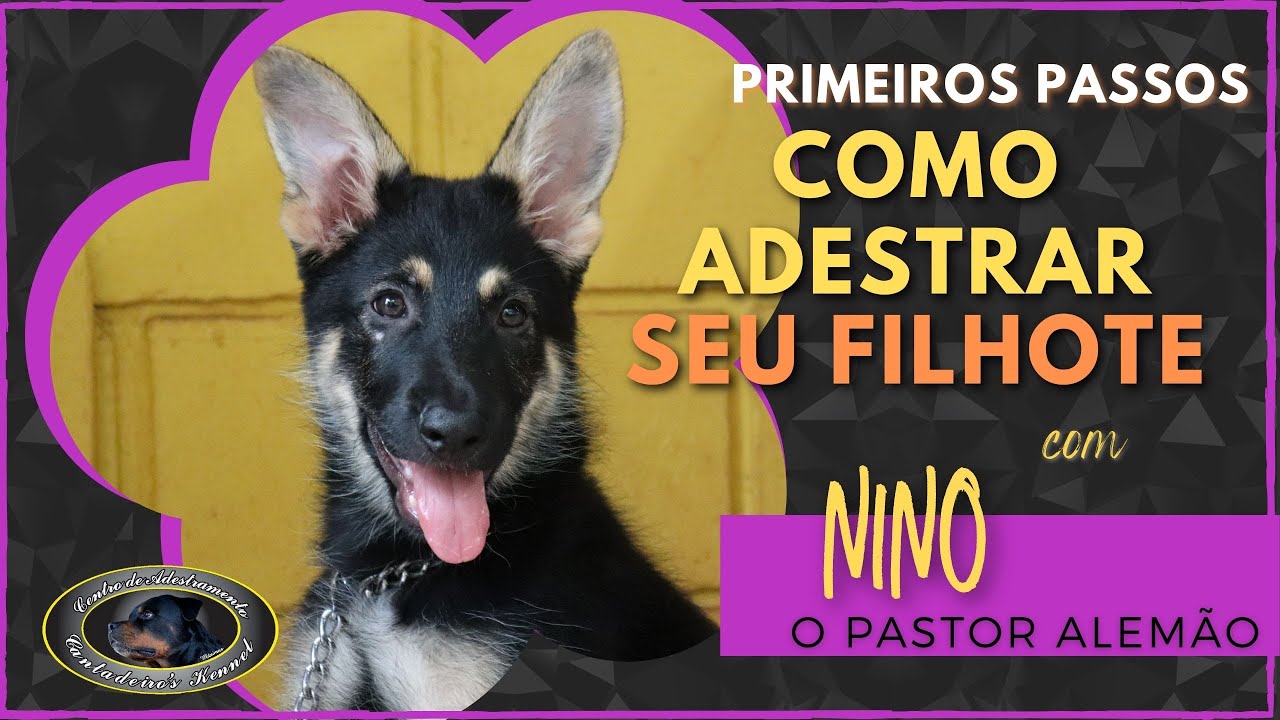 NINO - Pastor Alemão - Primeiros passos para adestrar um filhote