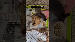 【お知らせ】新しく2匹のウサギさんを飼い始めました！【あんことチョコ】#うさぎ #ネザーランドドワーフ