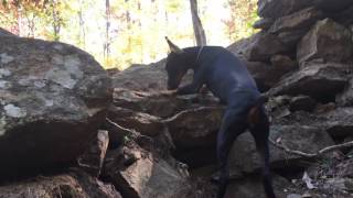 Autumn Colors - Von Hohenhalla Dobermans