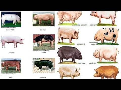 BUSINESS PIG FARMING Ep1: These are Four (4) Best Pig...