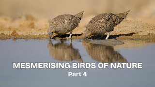 Mesmerising Birds of Nature - Part 4