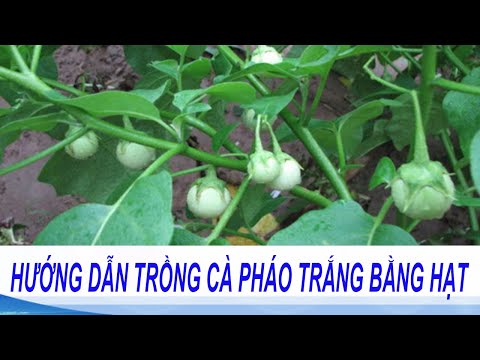 , title : 'Hướng Dẫn Kỹ Thuật Trồng Cà Pháo Cho Năng Suất Cao | Kỹ thuật gieo trồng hạt giống cà pháo trắng'