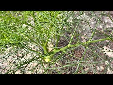 Cañaheja (Ferula communis)