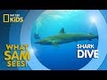 Shark Dive | What Sam Sees
