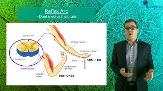 Essentials Concept Video SACE2 Biology - Nervous System