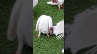 Download lagu sar Kahan hai is pigion ka ?are ye raha#allahuuakber #pigeonhouse #bird #subscribe #babypigeon#ksa mp3