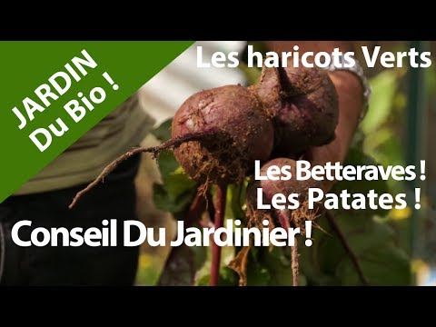 Jardin Bio ? Patates ? Haricots Verts ? Betteraves ? Carottes ? Video