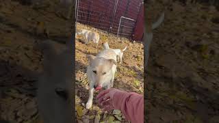 Video preview image #1 Mutt Puppy For Sale in Chico, CA, USA