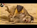 Yellow-throated Marten Vs Monkey & 45 Moments Marten Attack Everything