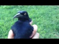 Caught a grackle
