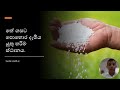 තේ පොහොර යොදන නිවැරදිම තැන දැනගන්න Where T