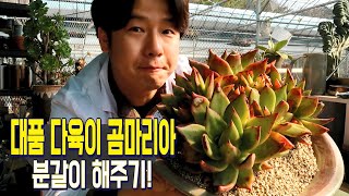 대품 다육이 곰마리아 분갈이하기 - 봄철 다육이 집 청소해주기!