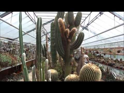 , title : 'Kaktusfest beim Kaktusmichel'