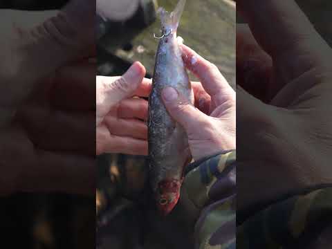 How to hook a deadbait #pike #anglingdirect #adtv #pikefishing #deadbait #fyp