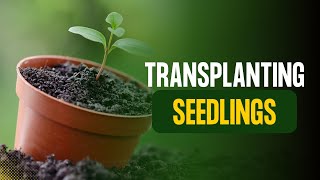 Transplanting Seedlings in 2025 🌱 Tips for Stronger, Healthier Plants!