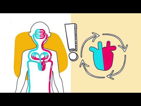 So funktioniert der Herzkreislauf - logo! erklärt - ZDFtivi