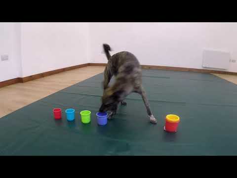 Dog trick - stacking cups