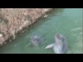 DOLPHIN Or SHARK TALE Wmv