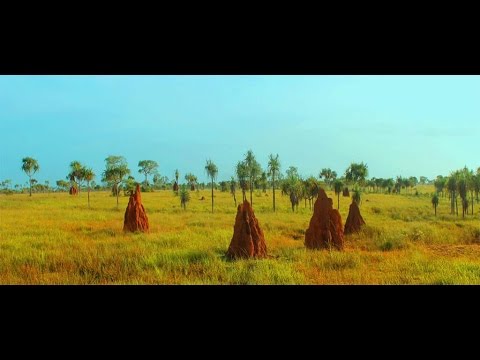 Apa yang harus digunakan untuk potensi laki-laki Manfaat bee pollen untuk potensi