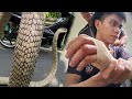 KAWAWANG COBRA PRINCE BAGO MAHULI ANG KING COBRA SA La Ununion