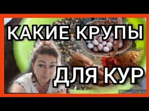 Можно давать горох курам