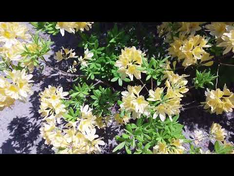 レンゲツツジ 植物