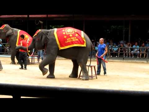 IOI 2011 - The Elephant Show - Dancing
