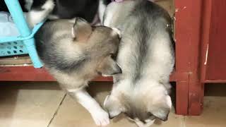 Drunk husky puppies | cute Siberian Husky puppy