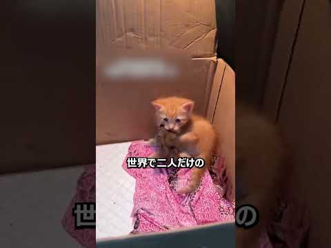 お互いを頼り合う子猫と鳥