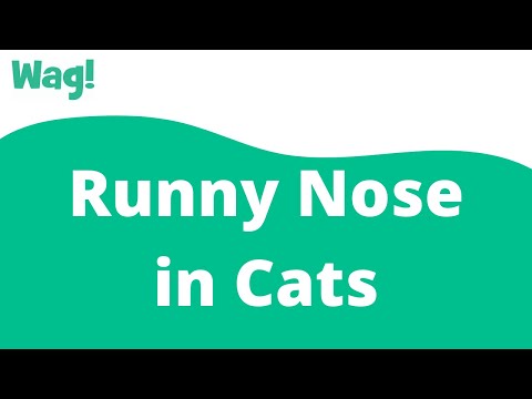 Runny Nose in Cats | Wag!