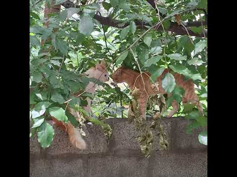 🐈‍⬛🐈 They're discussing about, which movie to watch #saiyaara or #fantastic4 just #cats things #cute