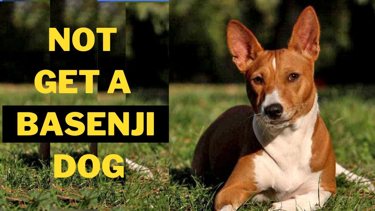 Watch video Why you Should Not Get a Basenji Dog (5 Reasons) Now Why you Should Not Get a Basenji Dog (5 Reasons)