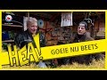HEA! Goeie Nij Beets