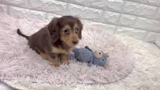 カニンヘンダックスフンドの動画01