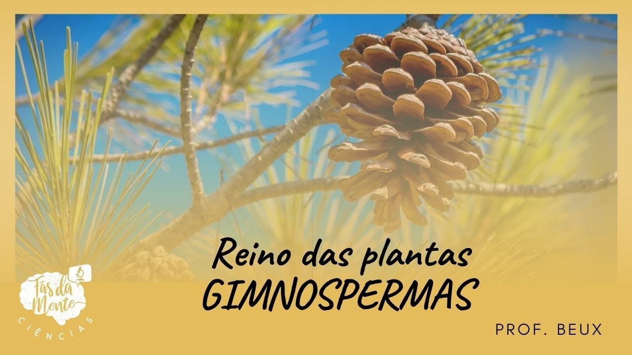 GIMNOSPERMAS - Reino das Plantas - Ensino Fundamental