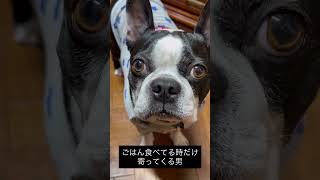 犬あるある　ごはん食べてる時の距離感近い #ボストンテリア