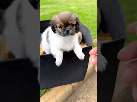 ADOPTE UN NUEVO PERRITO 🐶 QUE NOMBRE LE PONDRÍAN ❓