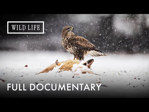 The Alps: Wildlife Thriving Against All Odds | Full Documentary