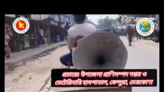 তীব্র তাপদাহে গবাদিপশু ও হাঁস মুরগির যত্নে খামারী ভাইদের করণীয়