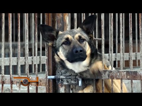 В регионе принят закон об эвтаназии