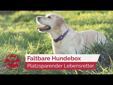 Foldable dog crate: A space-saving lifesaver for four-legged friends - Best Friends | World of Wo...