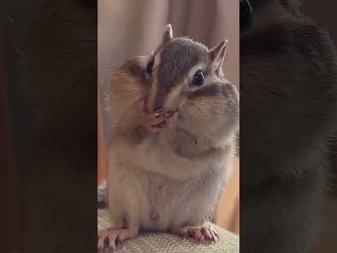 園芸 シマリス、Respountchoous