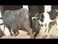 Natural Animals Hybrid Matings Bull Meets Buffalo Plz Subscribe To This Chanel