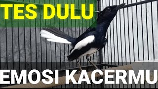 Download lagu Pancingan Kacer Gacor Untuk Menaikkan Emosi mp3