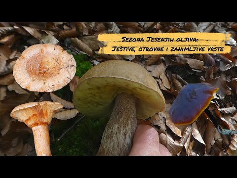 Sezona Jesenjih Gljiva: Jestive, Otrovne i Zanimljive Vrste