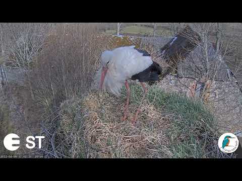Baltie stārķi Tukuma novadā - LDF tiešraide . Jau trīs stārķi ligzdu dala. 9.04.2022
