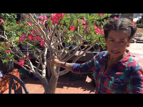 download lagu mp3 mp4 How To Trim A Desert Rose, download lagu How To Trim A Desert Rose gratis, unduh video klip How To Trim A Desert Rose