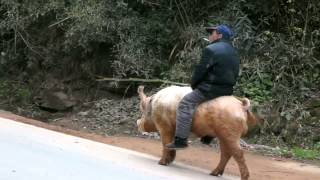 Farmer Rides Pig Along Busy Road in China