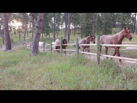 Cowgirl morning roundup call!